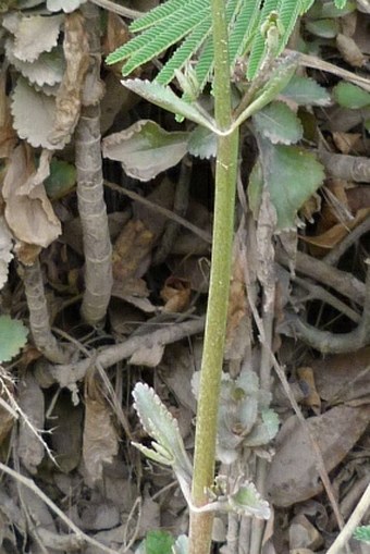 Kalanchoe crenata