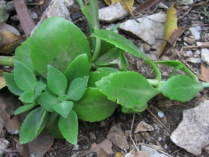 Kalanchoe integra