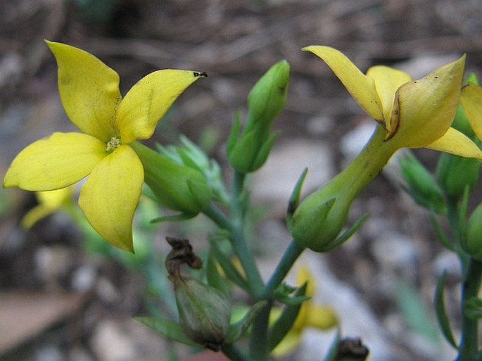 Kalanchoe integra