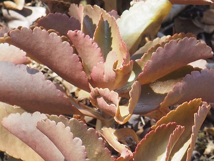 Kalanchoe olivacea