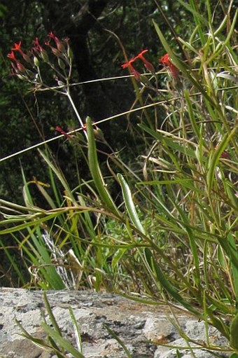 Kalanchoe rotundifolia