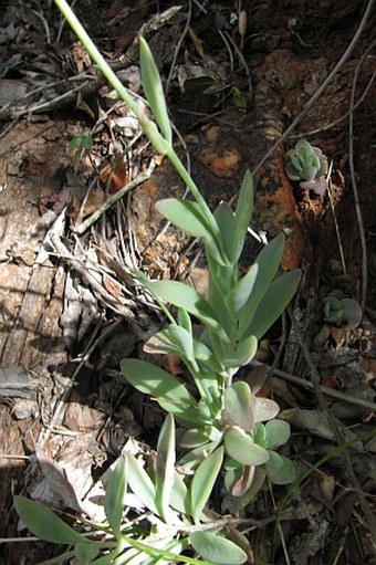 Kalanchoe rotundifolia