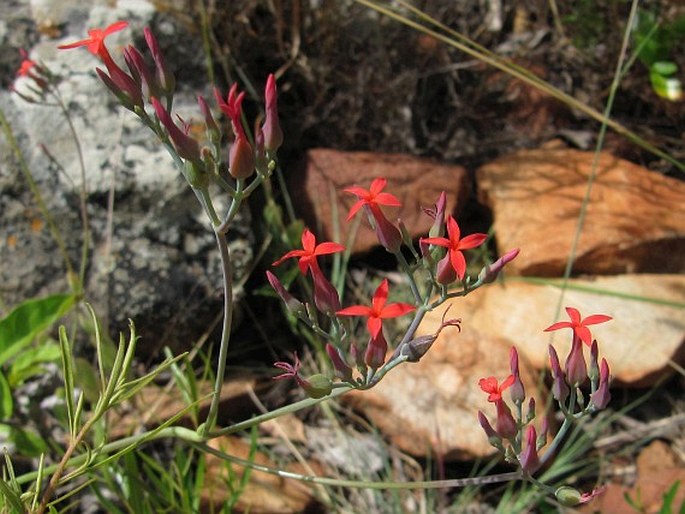 KALANCHOE ROTUNDIFOLIA (Haw.) Haw.