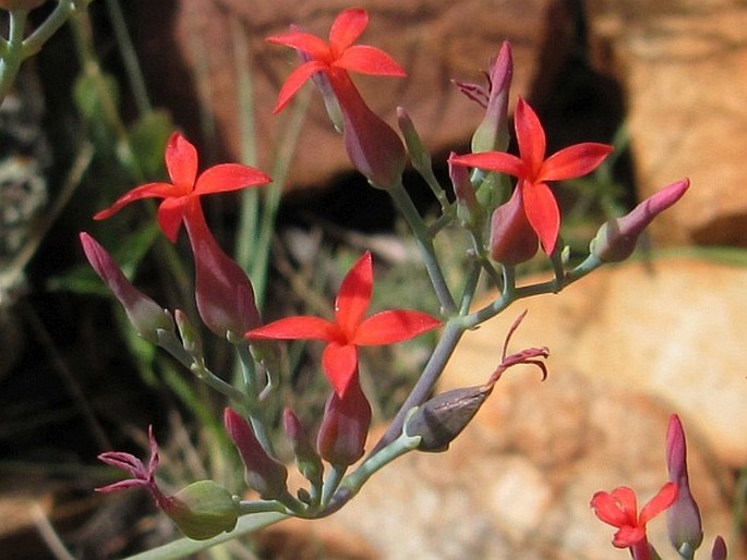 Kalanchoe rotundifolia