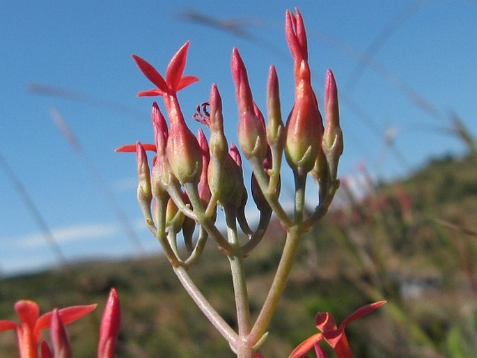 Kalanchoe rotundifolia