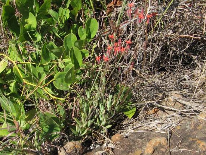 Kalanchoe rotundifolia