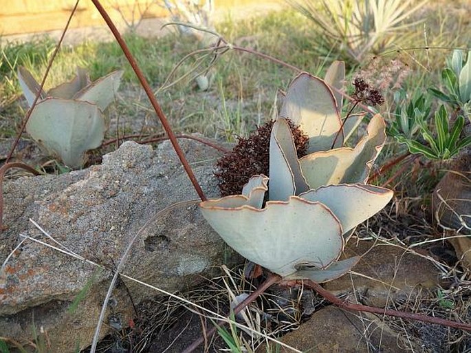 Kalanchoe synsepala