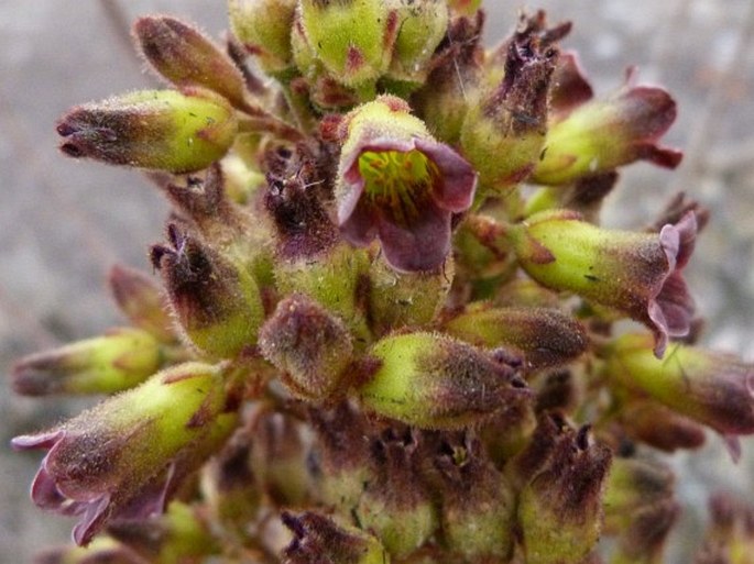 Kalanchoe tomentosa