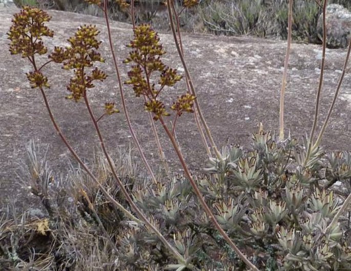 Kalanchoe tomentosa