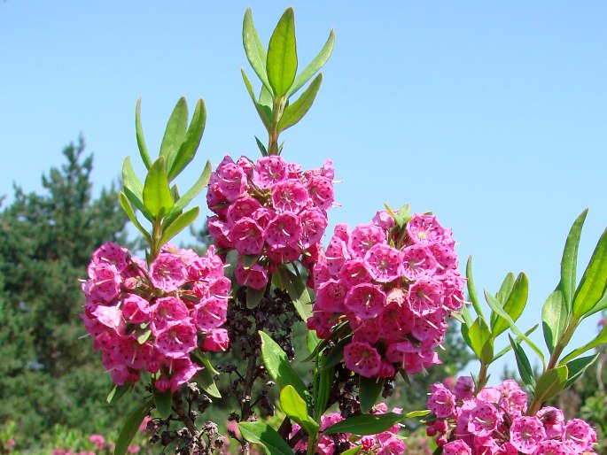 KALMIA ANGUSTIFOLIA L. – mamota úzkolistá