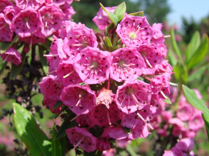 Kalmia angustifolia