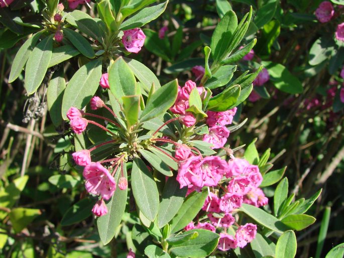 Kalmia angustifolia