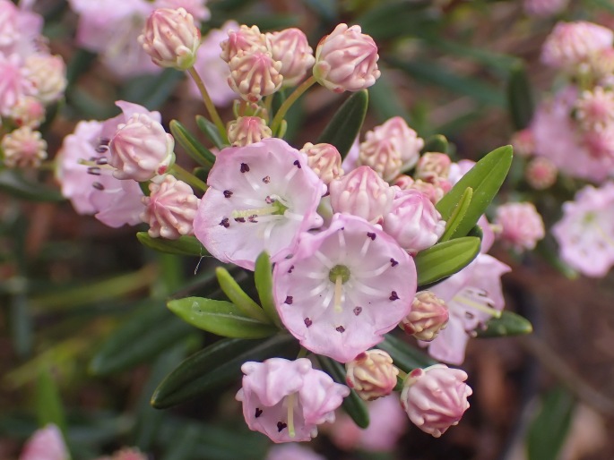 Kalmia polifolia