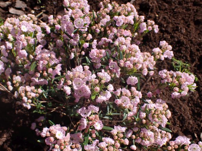 Kalmia polifolia