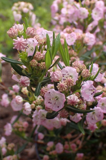 Kalmia polifolia