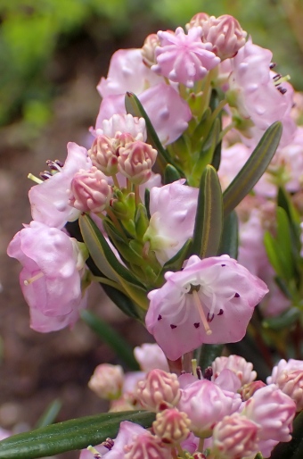 Kalmia polifolia