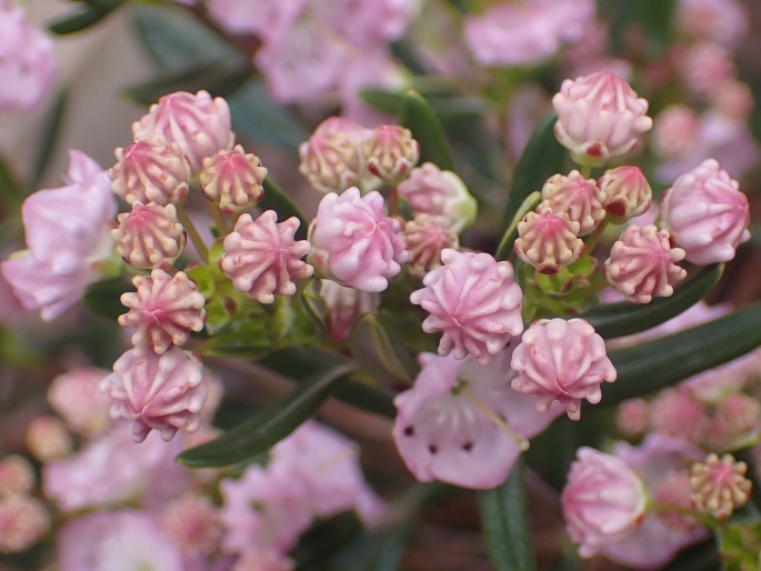 Kalmia polifolia