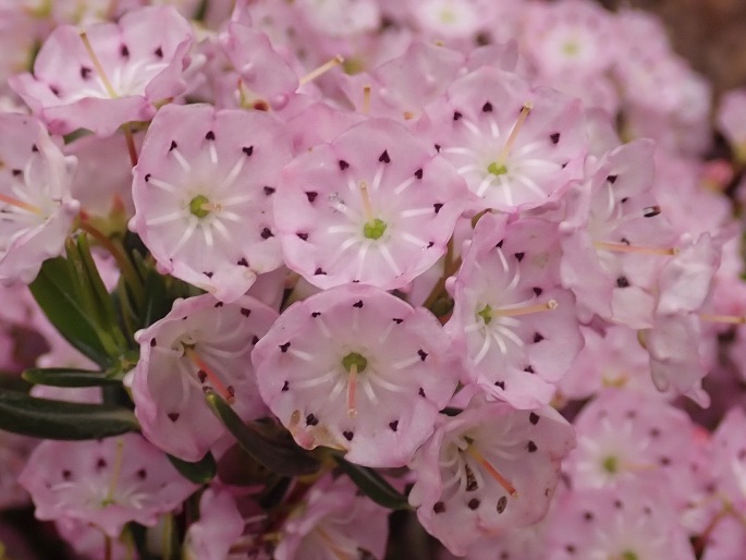 Kalmia polifolia