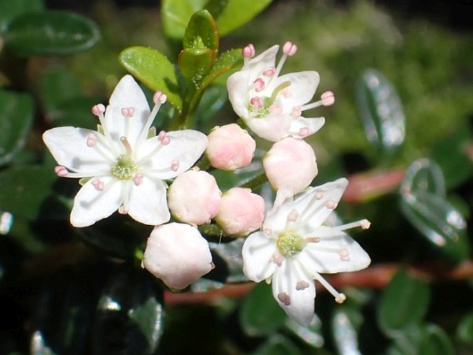 KALMIA BUXIFOLIA (P. J. Bergius) Gift et Kron