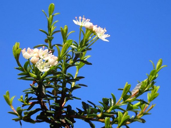 Kalmia buxifolia