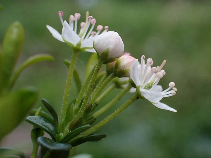 Kalmia buxifolia