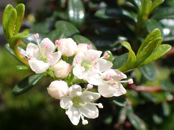 Kalmia buxifolia