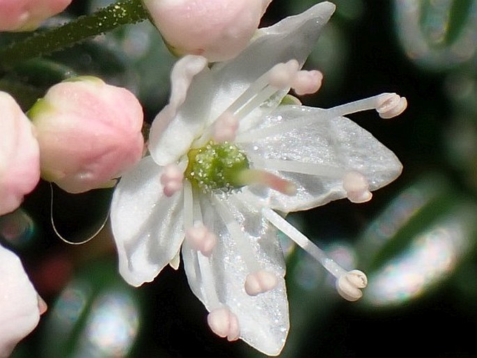 Kalmia buxifolia