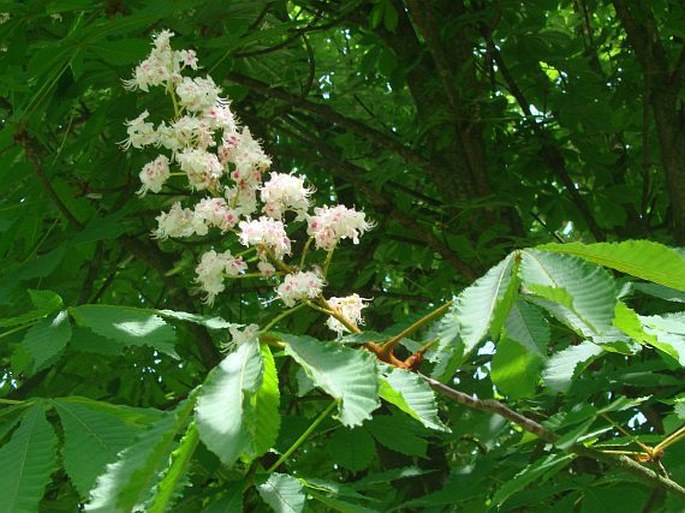 Aesculus hippocastanum