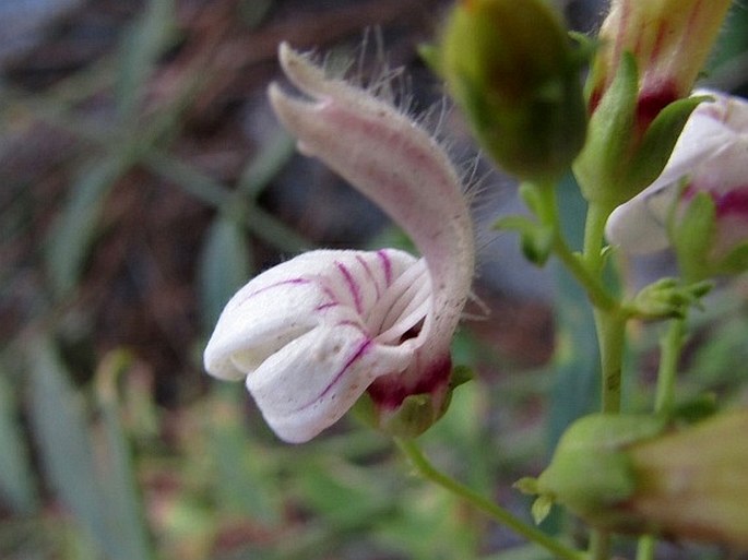 Keckiella breviflora