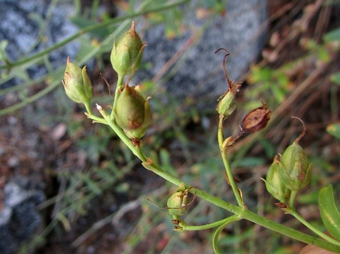 Keckiella breviflora