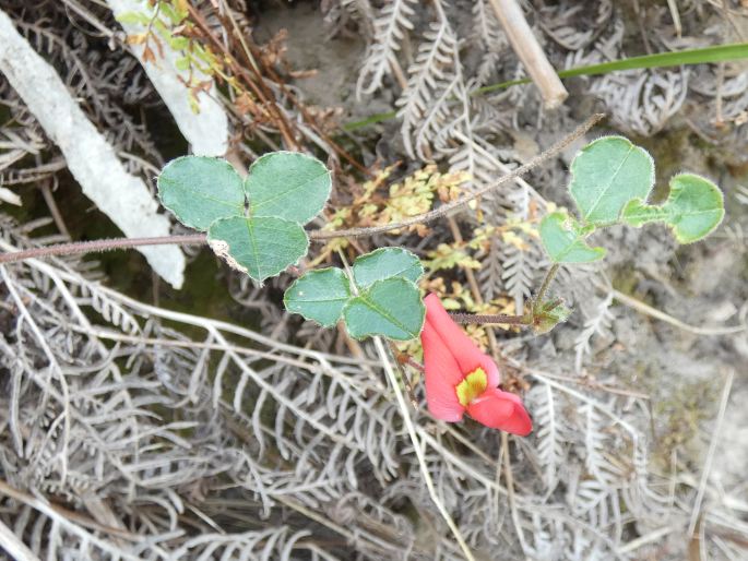 Kennedia prostrata