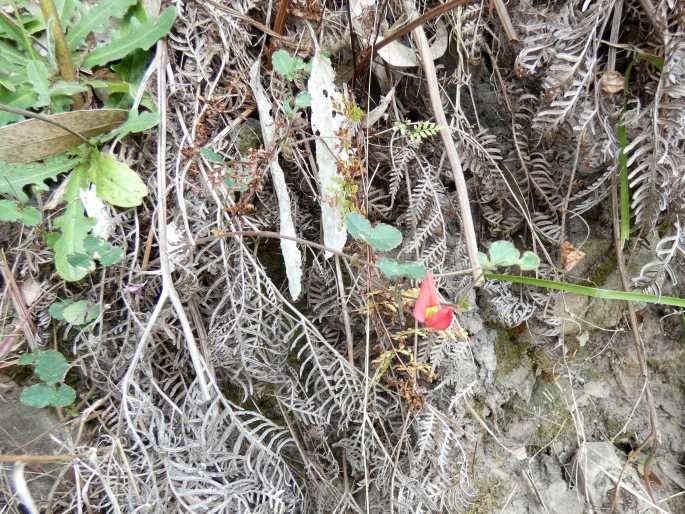 Kennedia prostrata