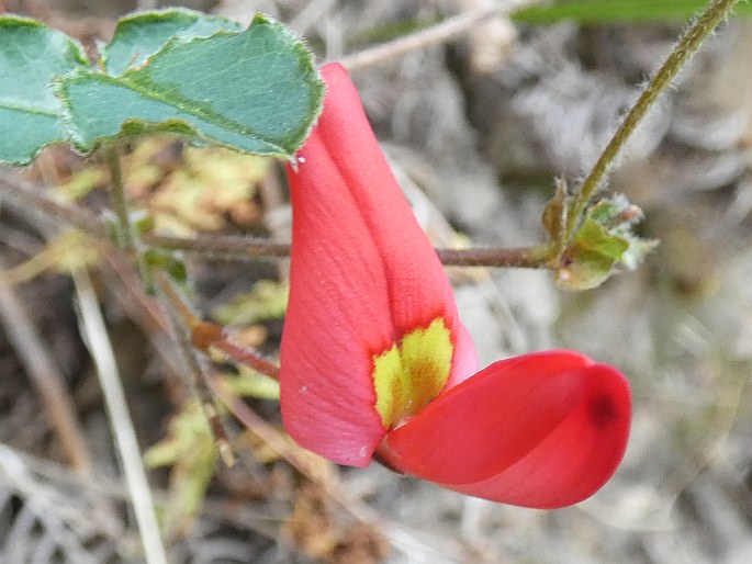 Kennedia prostrata