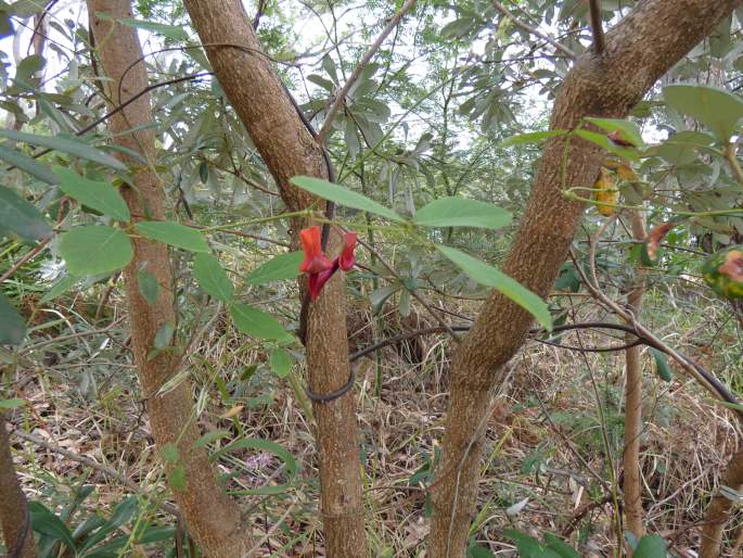 Kennedia rubicunda