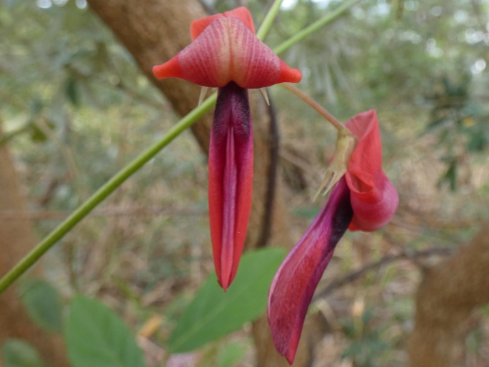 Kennedia rubicunda