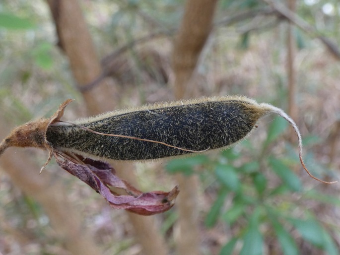 Kennedia rubicunda