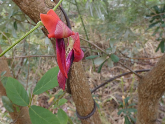 Kennedia rubicunda