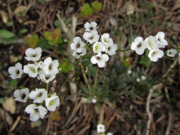 Kernera saxatilis