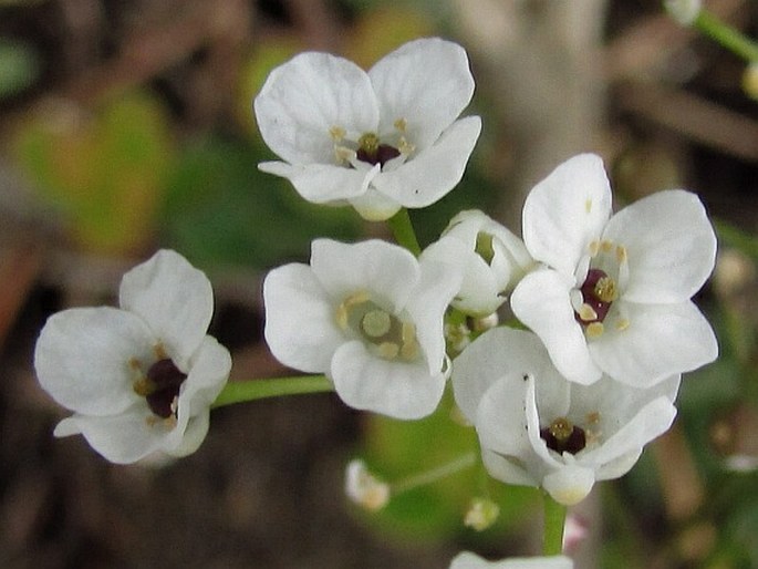 Kernera saxatilis