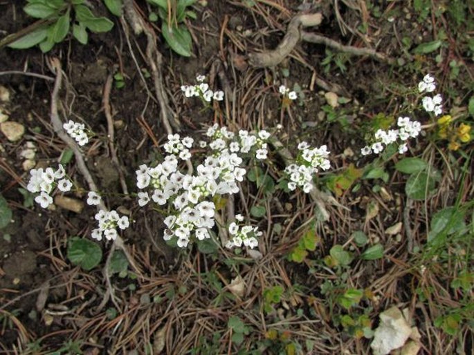 Kernera saxatilis