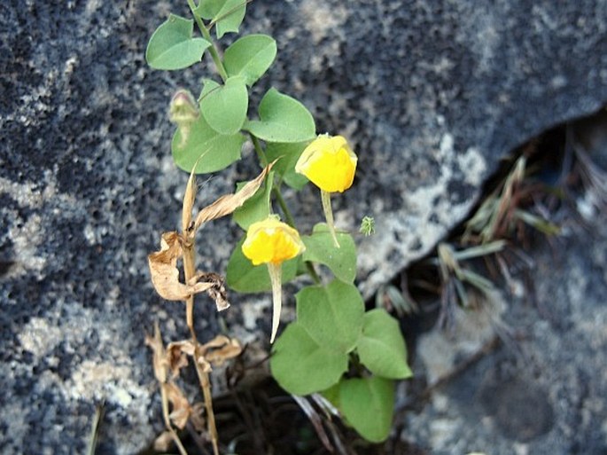 KICKXIA HETEROPHYLLA (Schousb.) Dandy - úporek / oštepovka