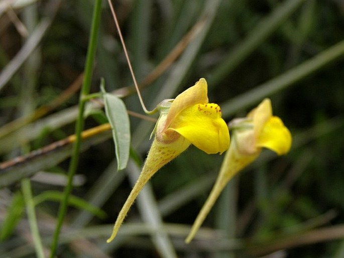 KICKXIA SAGITTATA (Poir.) Rothm. – úporek / oštepovka