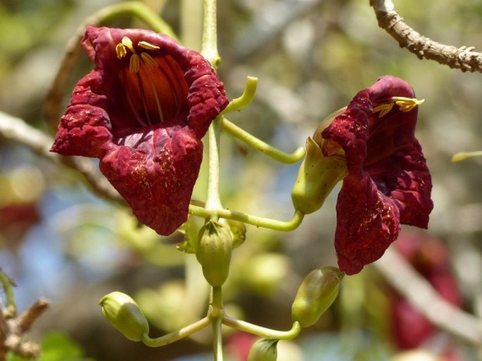 KIGELIA AFRICANA (Lam.) Benth.