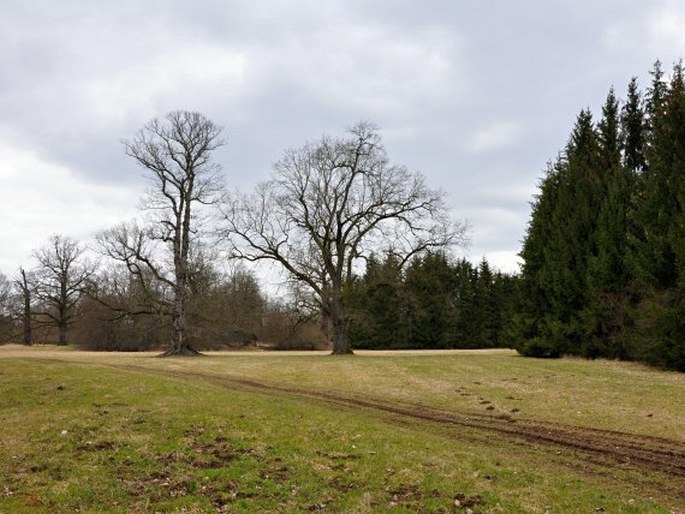 Kladruby nad Labem