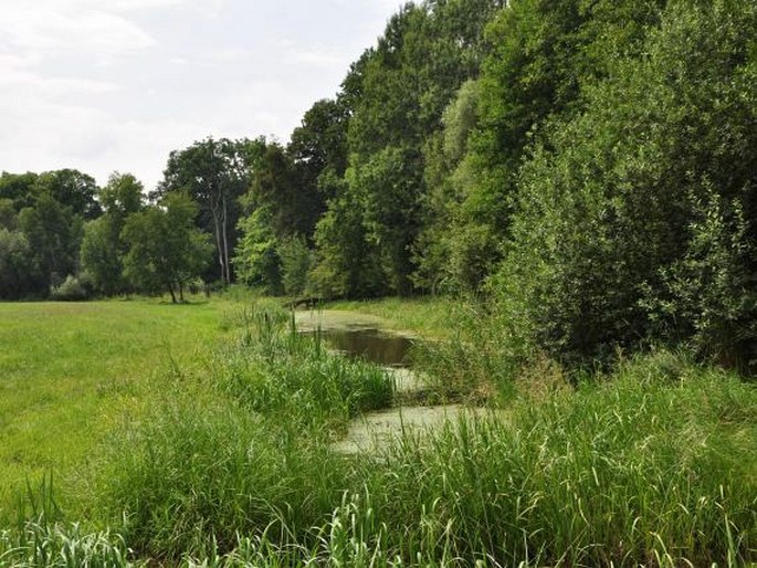 Kladruby nad Labem