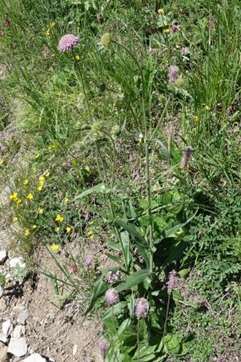 Knautia longifolia