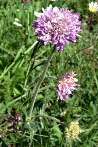 Knautia longifolia