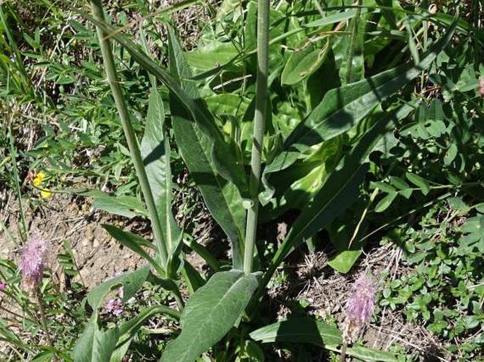 Knautia longifolia