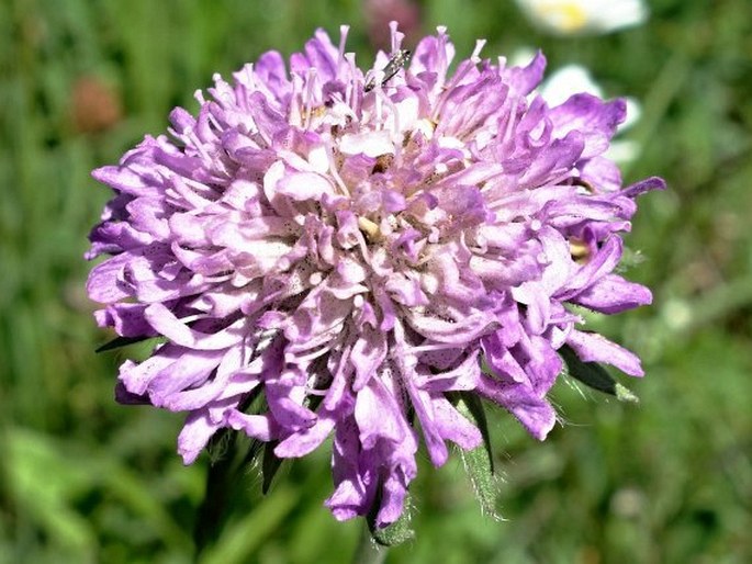 Knautia longifolia