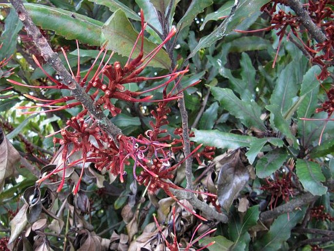 Knightia excelsa